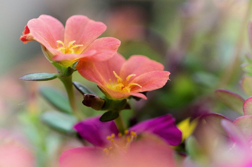 Portulaca in orange by Greetje van Son