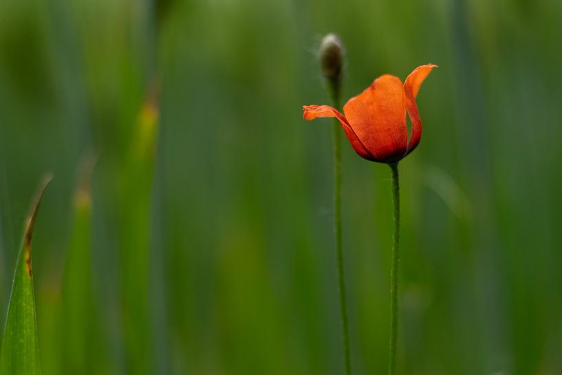 poppy by Laura Büttner