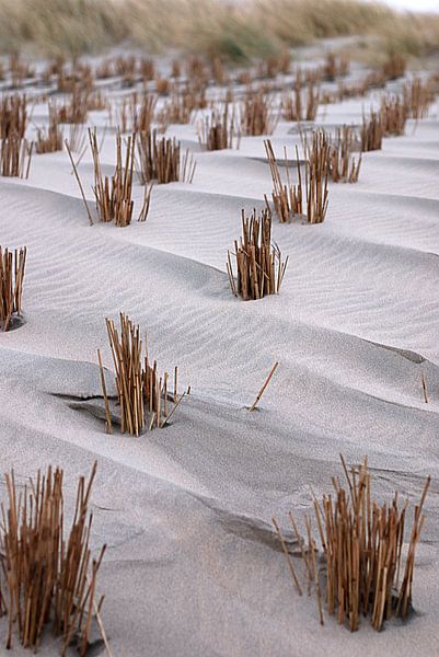 Rietjes by Björn Massuger