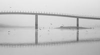 Mouettes brumeuses sous le pont