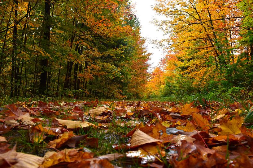 A country road in autumn by Claude Laprise