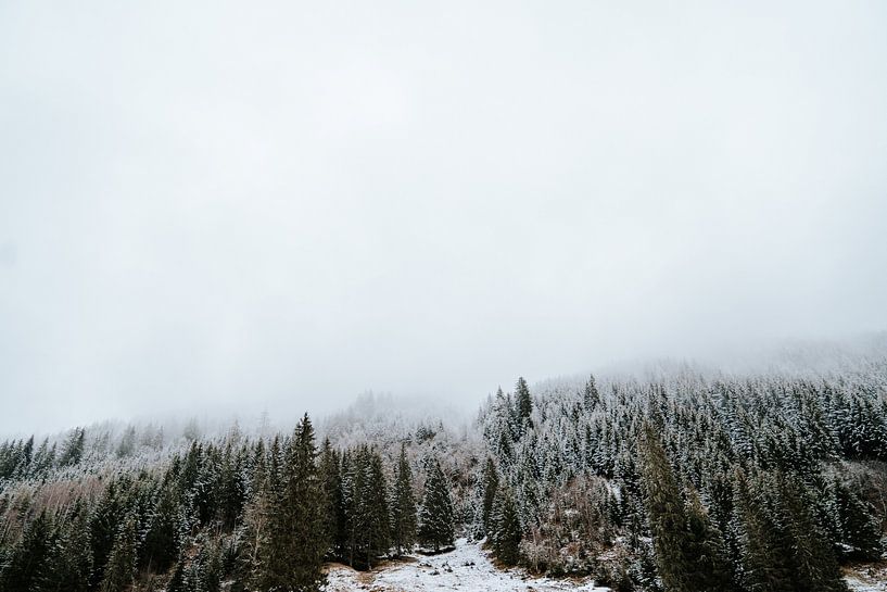 Natürlicher Winter - Bergnebel mit schneebedeckten Baumkronen von sonja koning