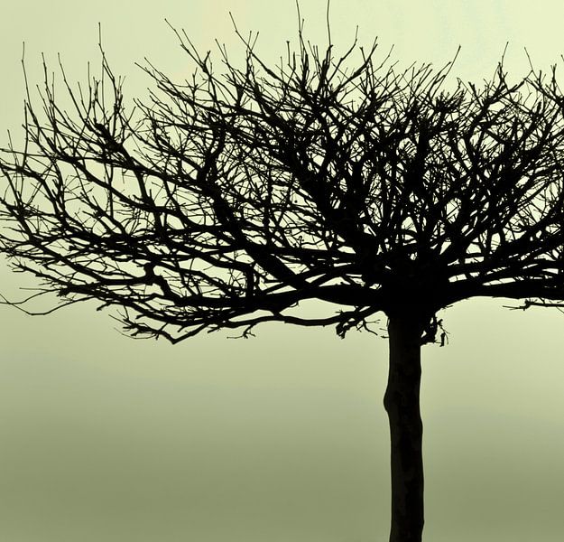 Naturschönheit - gelbgrün Ton von Kirsten Warner