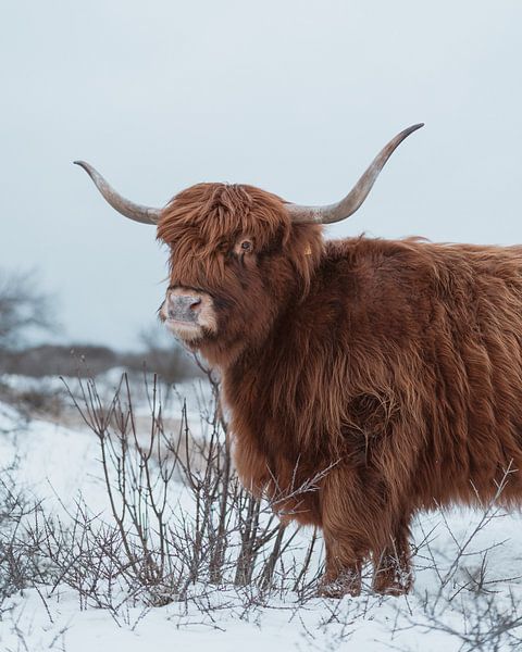 Schottischer Highlander im Schnee von Jonai