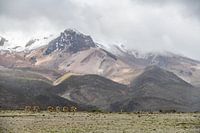 Vicunja kudde in Chimborazo Nationaal Park Ecuador