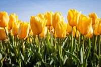 yellow tulips in the country