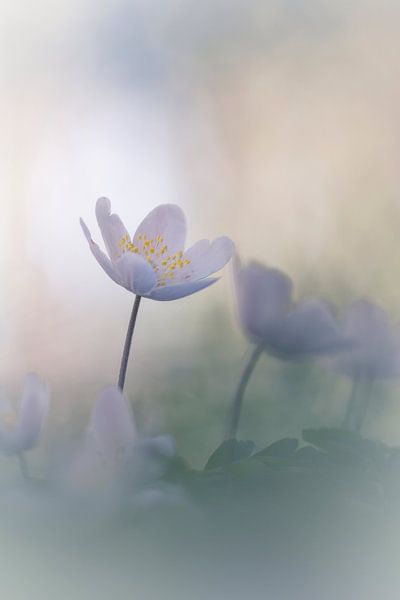 Schönheit von Bob Daalder