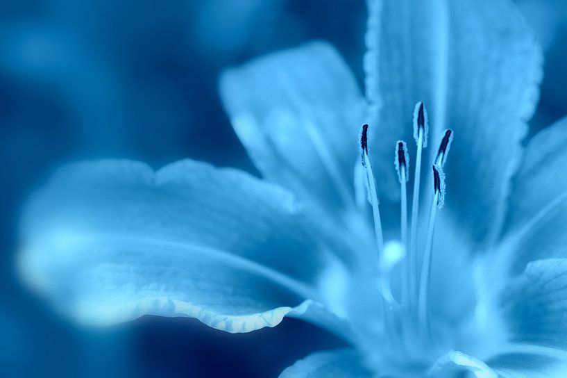 Blue Lily by Martine Affre Eisenlohr