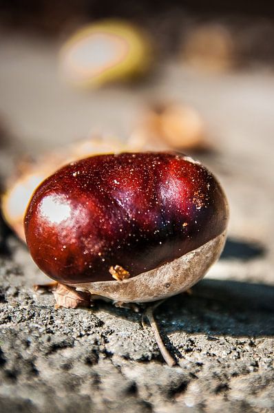 La châtaigne par Norbert Sülzner