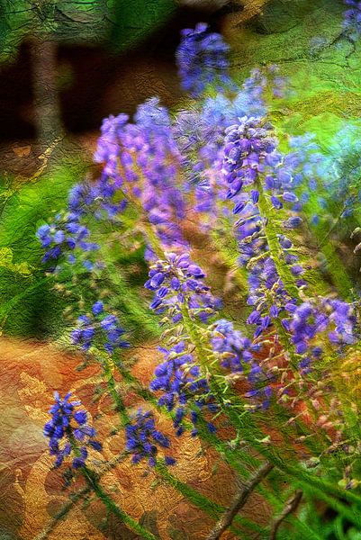 MUSCARI  von Pia Schneider