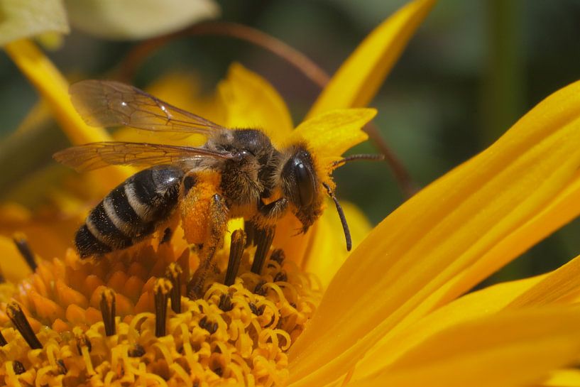 Bij op een Rudbeckia von Ton Reijnaerdts