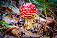 Fly agaric