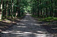 Bospad in het vroege najaar