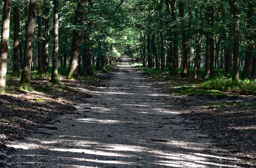 Bospad in het vroege najaar by Mark Balster