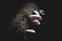 Porzellanpilze im Herbst 2