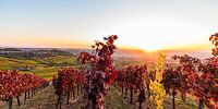 Vignobles près de Stuttgart en automne