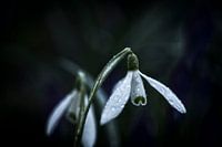 Stille nach dem Tau – Schneeglöckchen im Fokus