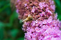bloemetjes en bijtjes