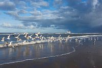 Image fraîche des mouettes de la mer du Nord sur la plage