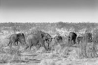 Éléphants en fuite