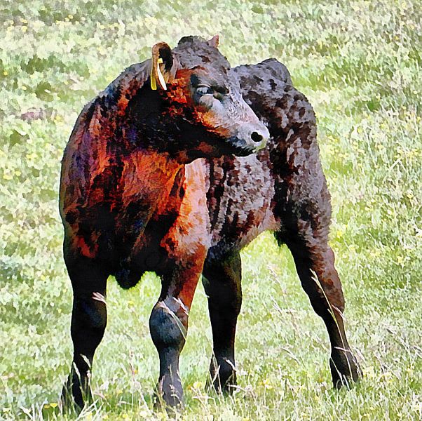 Wo sind alle? von Dorothy Berry-Lound