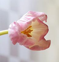 Tulp 6
