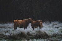 Schottischer Highlander mit Kalb dunkel