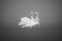Swans in the morning fog