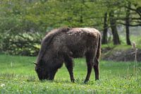 Weidegang Wisent