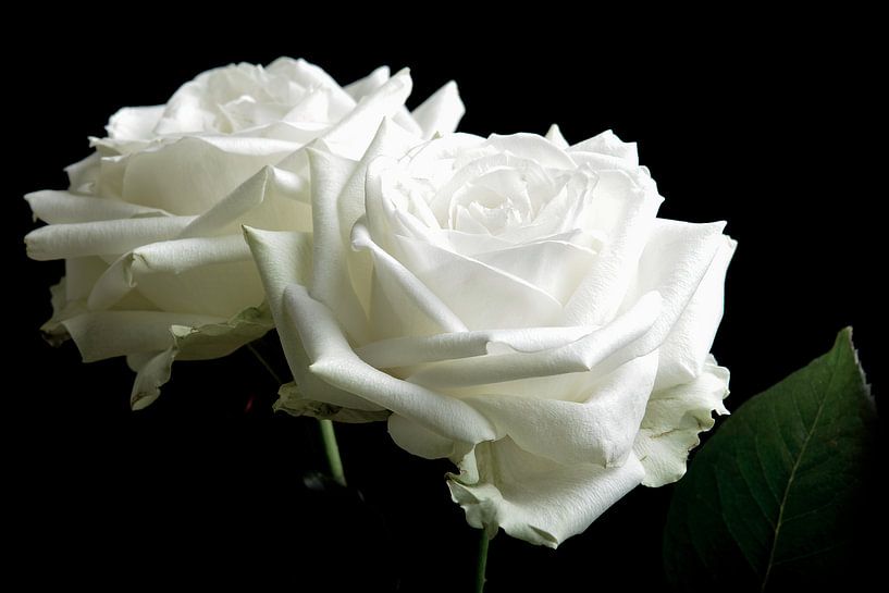 Spiksplinternieuw Twee witte rozen op een zwarte achtergrond van Arjen Schippers op RH-58