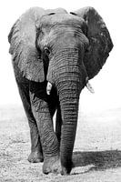 Elefant