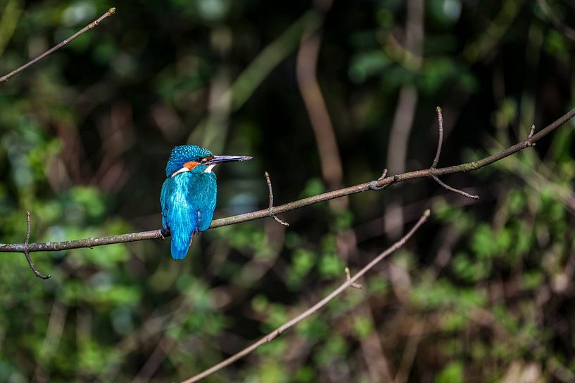 Martin-pêcheur au soleil sur une branche, martin-pêcheur par Corrine Ponsen