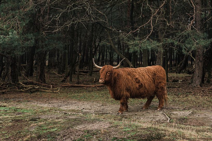 Highlander écossais sur la lande de Bussumer par Mascha Boot