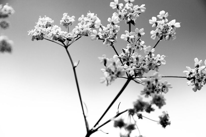 zevenblad zwart wit von Nienke Stegeman