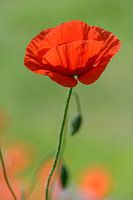 Klaprozen l Poppies l Coguelicots l 