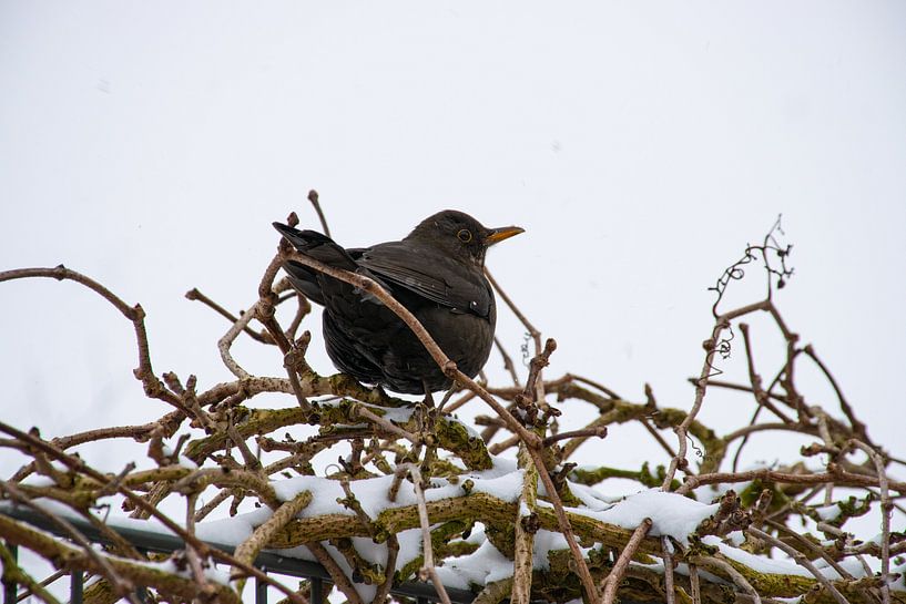 Amsel im Schnee von Ingrid de Vos - Boom