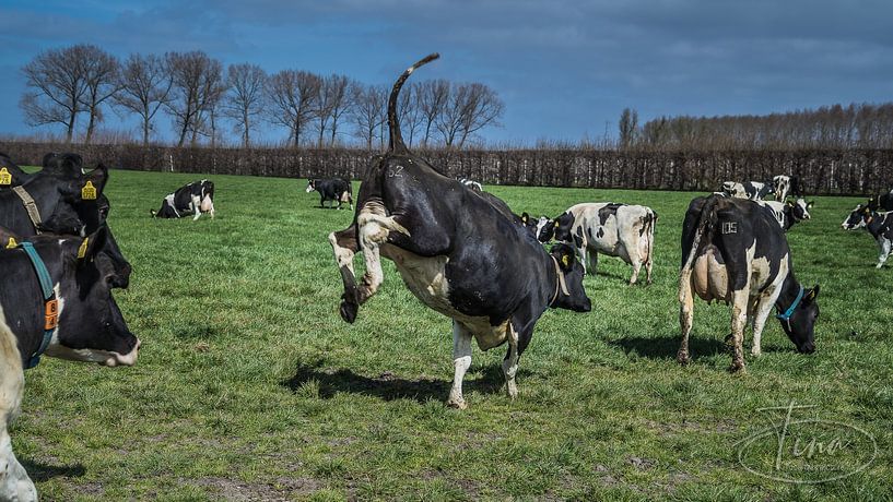 Freudensprung von Tina Linssen