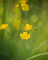 Dance in the Summer Light