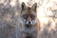 Fuchs bei Sonnenuntergang