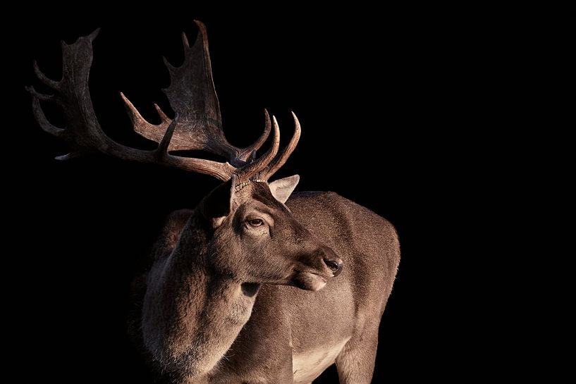 Daim avec bois de cerf par Thomas Marx