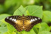 Vlinder op een groen blad