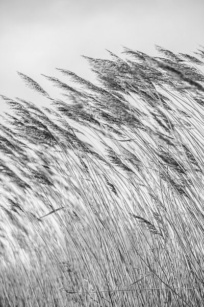 Wuivende strohalmen bij de Reeuwijkse Plassen in zwartwit 2 von de buurtfotograaf Leontien