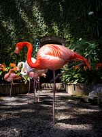 colourful flamingo