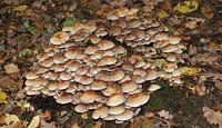 Een hoop paddenstoelen