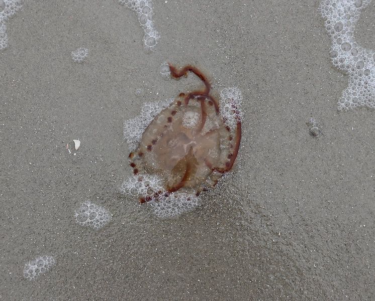 Qualle von Matthias Brix