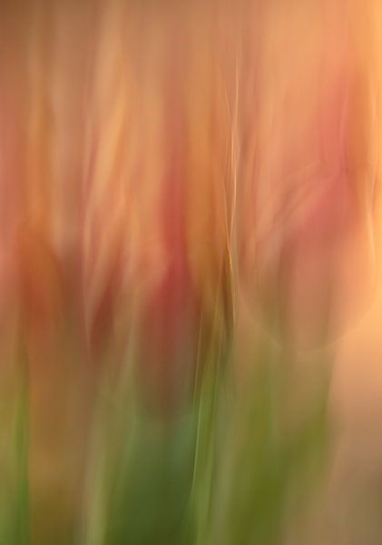 bloemen part 373 van Tania Perneel