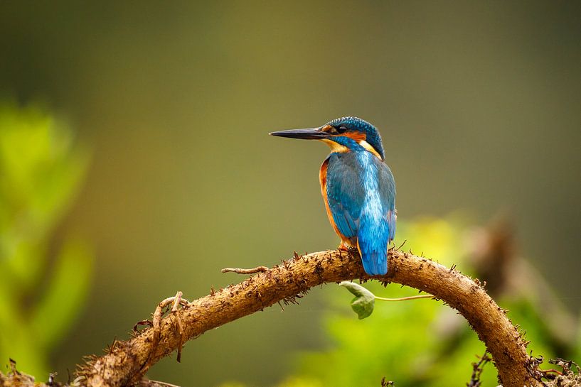 Kingfisher by antonvanbeek.nl