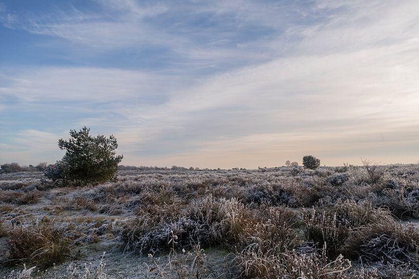 Winterlandschaft Nationalpark Veluwezoom von Arnold van Rooij