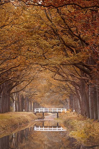 Autumn landscape Drenthe by Dirk-Jan Steehouwer