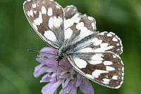 Schmetterling auf einer lila Blume